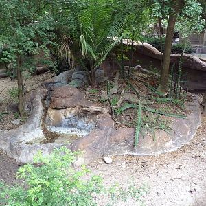 Radiated Tortoise Exhibit
