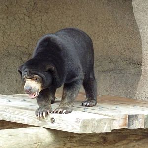 Sun Bear