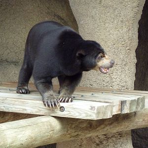 Sun Bear