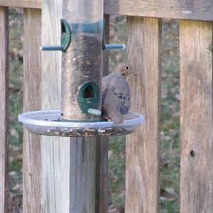 Mourning Dove