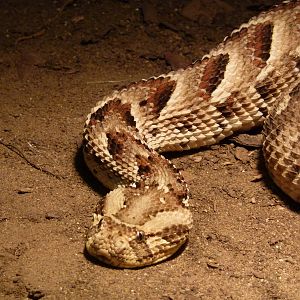 Puff Adder