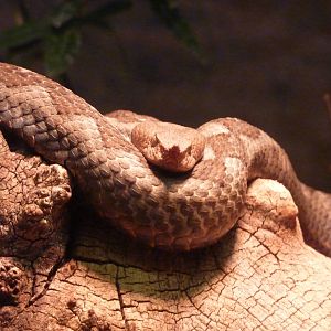 Long-nosed Viper