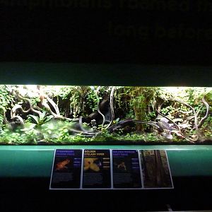 Mixed-species vivarium
