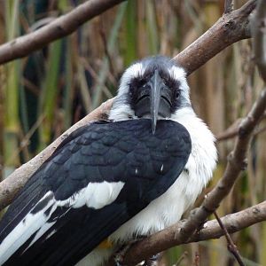 Von der Decken's Hornbill