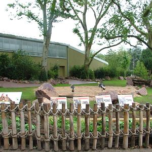 Hippo Paddock at Cologne, 07/09/10