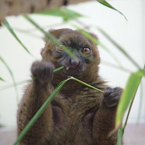 Broad-nosed Gentle Lemur at Cologne, 07/09/10