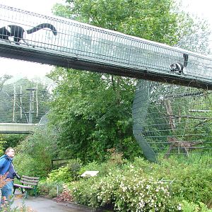 Belted Ruffed Lemur Bridge at Cologne, 07/09/10