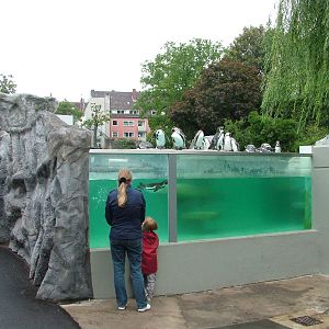 Penguin Exhibit at Cologne, 07/09/10