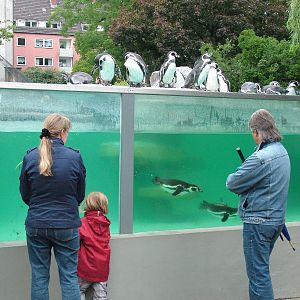 Penguin Exhibit at Cologne, 07/09/10