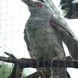 Channel-billed Cuckoo at Cologne, 07/09/10
