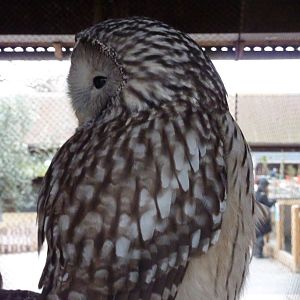 Ural Owl