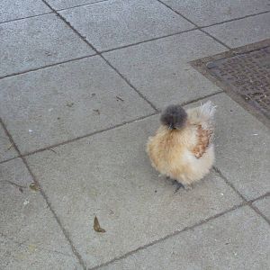 Free-running Bantam