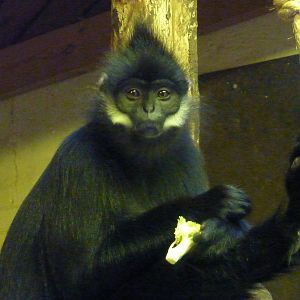 Francois' Langur