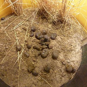 African Dung Beetle Bubble