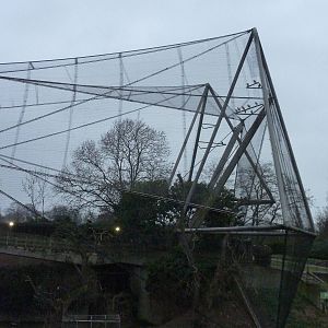 The Snowdon (with pelicans)