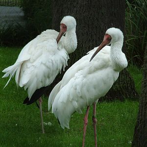 Siberian Cranes at Cologne, 07/09/10