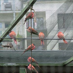Northern Carmine Bee-Eaters at Cologne, 07/09/10