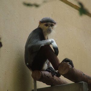 Red-shanked Douc Langur at Cologne, 07/09/10