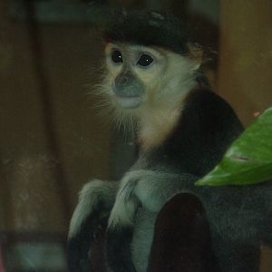 Red-shanked Douc Langur at Cologne, 07/09/10