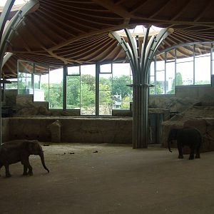 Elephant House Interior at Cologne, 07/09/10