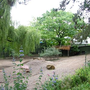 Persian Gazelle Paddock at Cologne, 07/09/10