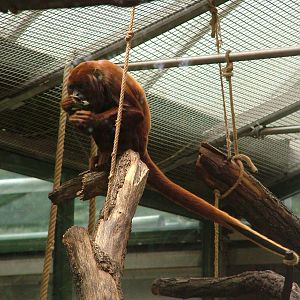 Venezuelan Red Howler Monkey at Cologne, 07/09/10