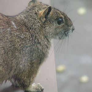 Rock Cavy at Cologne, 07/09/10