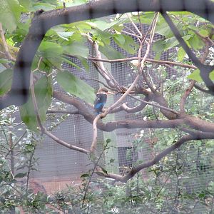 Grey-headed Kingfisher at Cologne, 07/09/10