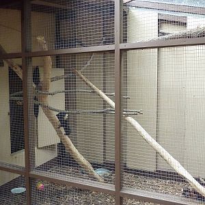 Children's Zoo - White-Faced Saki Exhibit