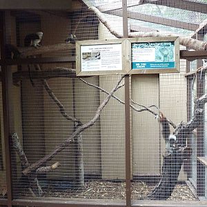 Children's Zoo - Tamarin/Sloth/Pheasant Exhibit