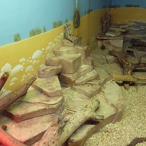 Children's Zoo - Meerkat Exhibit