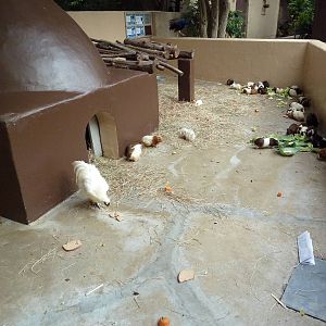 Children's Zoo - Guinea Pig/Chicken Pen