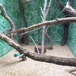 Black Howler Monkey Exhibit