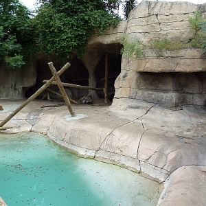 Sun Bear Exhibit