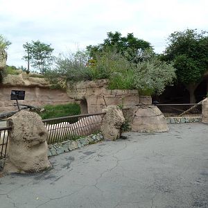Sun Bear Exhibits