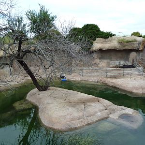 Sea Lion Exhibit