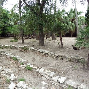 Red Brocket Deer Exhibit