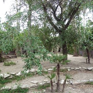 Red Brocket Deer Exhibit