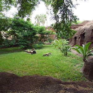 Jentink's Duiker Exhibit