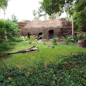 Jentink's Duiker Exhibit