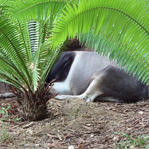 Who Is Hiding There?