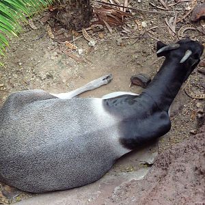 Jentink's Duiker
