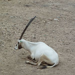 Arabian Oryx