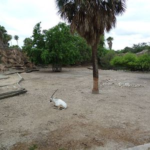 Arabian Oryx Exhibit