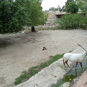 Arabian Oryx Exhibit