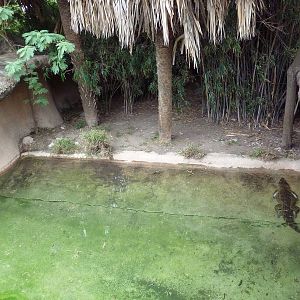 Cuban Crocodile Exhibit