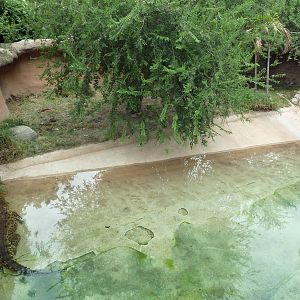 Cuban Crocodile Exhibit