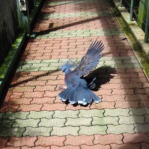 Royal Ramble - Victoria Crowned Pigeon