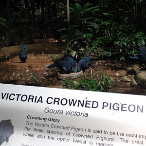 Royal Ramble - Victoria Crowned Pigeon