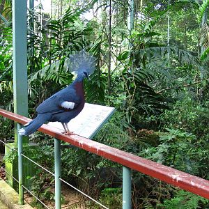 Royal Ramble - Scheepmaker's Crowned Pigeon